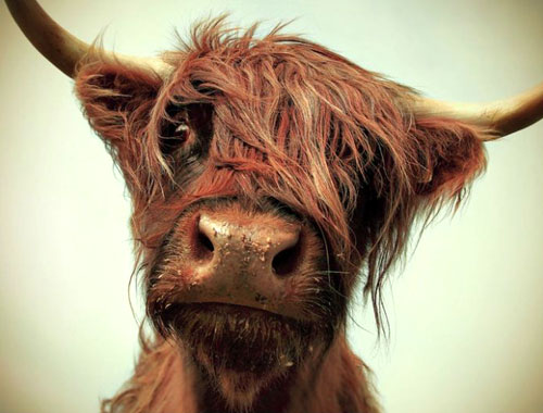 Hairy Cow