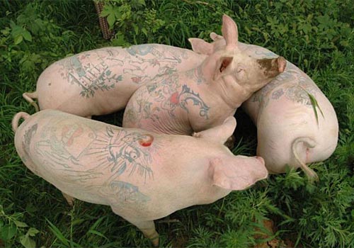 Tattooed Pigs