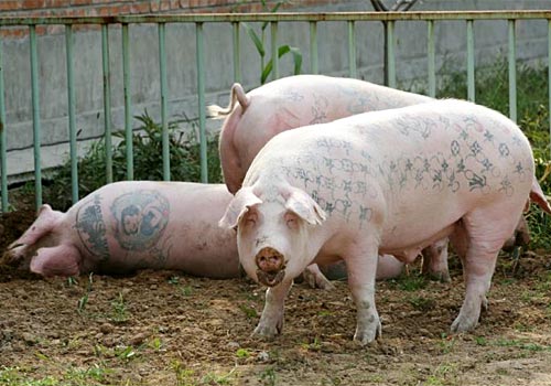 tattoo pig. Tattooed Pigs