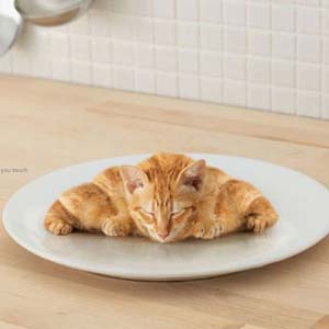 Croissant Kitty Cat