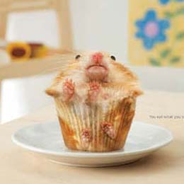 Muffin Shaped Hamster
