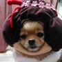 Geisha Pup