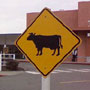 Cows Crossing Sign