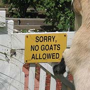 No Goats Allowed Sign