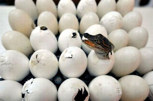 Alligator Eggs Hatching