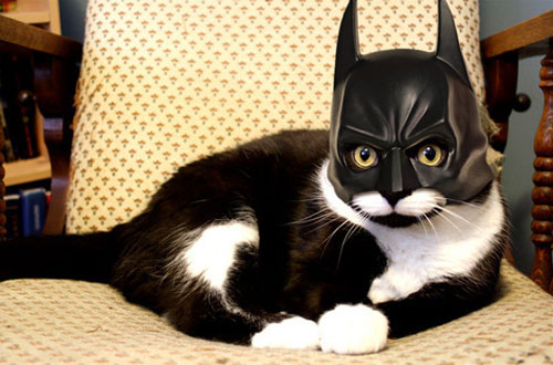Cat Wearing A Batman Mask