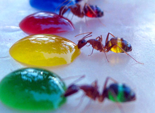Translucent Colored Ants