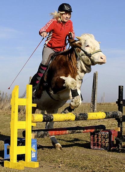 Show Jumping Cow