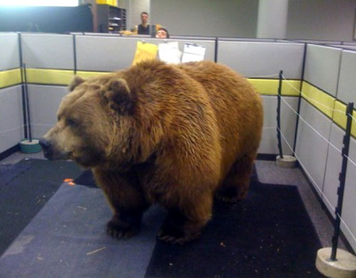 Bear In An Office Cubicle Prank