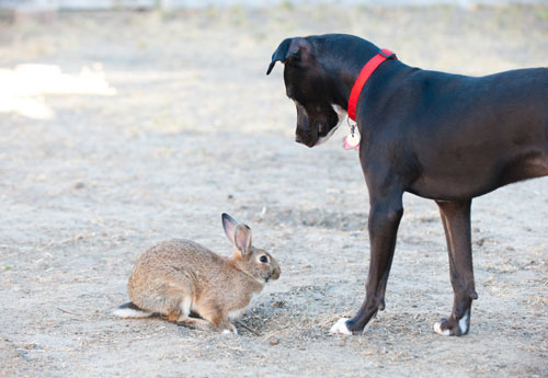 Dog With Rabbit Photograph