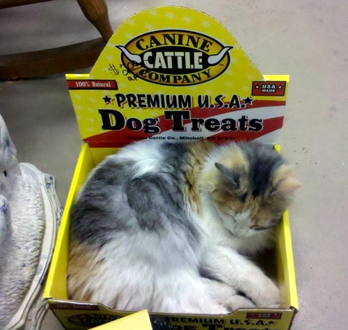 Cat Sleeping In Dog Teat Box
