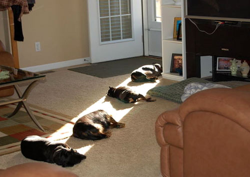 Dogs Napping In The Sun