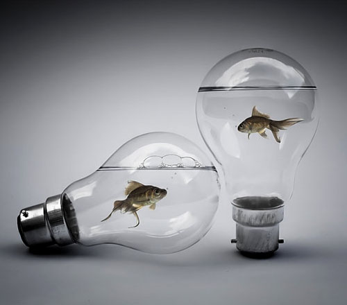 Fish In Light Bulbs