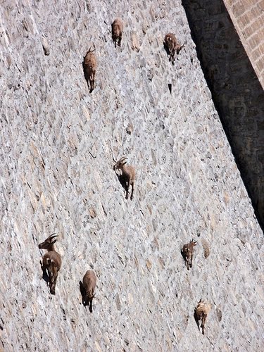 Mountain Goats On A Dam