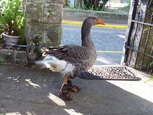 Goose Wearing Sandals