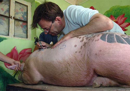 Tattooing A Pig