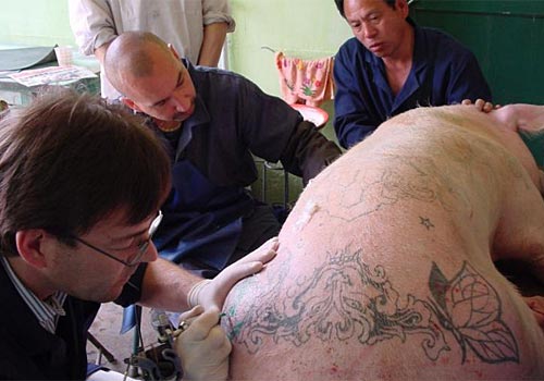 Tattooing Pigs Skin