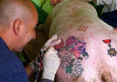 Tattoo Practice On Pig Skin » Funny, Bizarre, Amazing Pictures & Videos