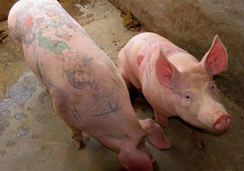 Tattooed Hogs