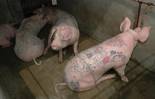 Pig Tattooing