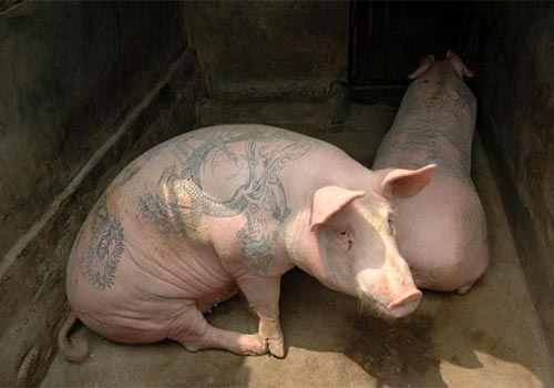 Pigs with tattoos. : r/WTF