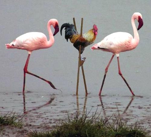 Flamingo Imposter