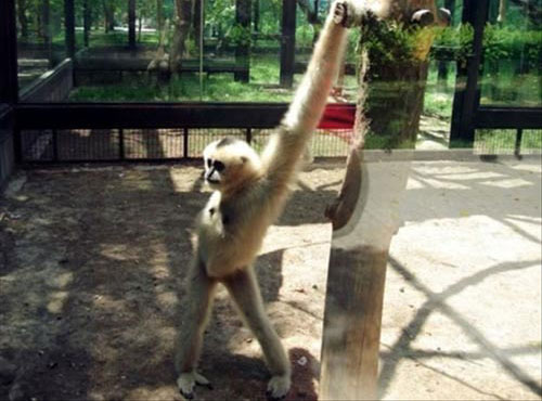 20 Monkeys Pose For The Camera In Hilarious Set Of Snaps - I Can Has  Cheezburger?