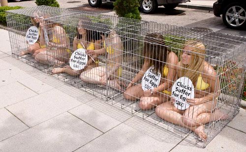 Caged Chicks PETA Protest