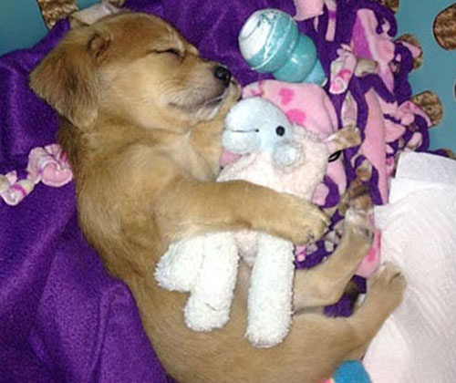 Puppy Cuddling With A Stuffed Animal