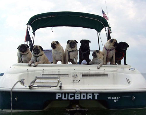 Pugs On A Boat