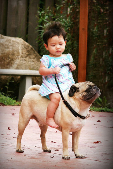 Child Riding A Pug