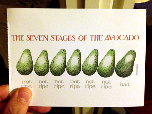 Stages of Avocado