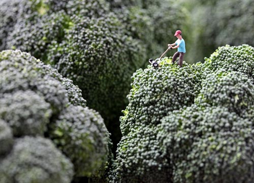 Miniature Broccoli Trimmer