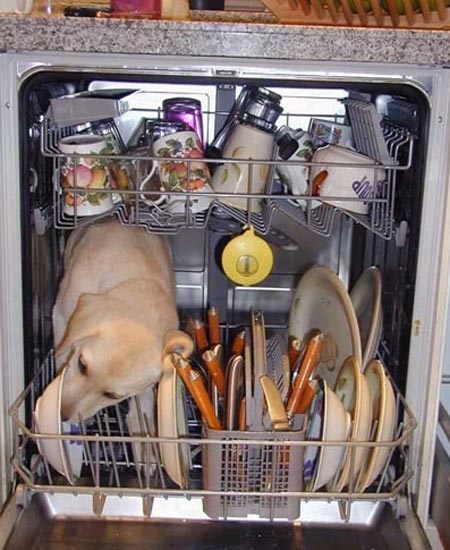 Dog Washing Dishes