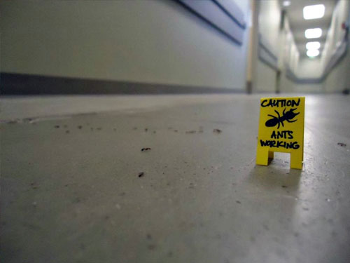 Caution Ants Working Sign