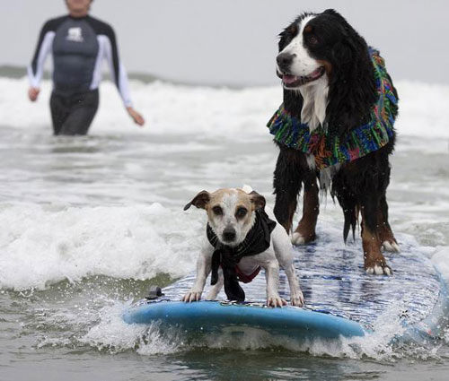Surf Dog Competition