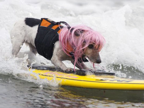 Surf Dog at Imperial Beach