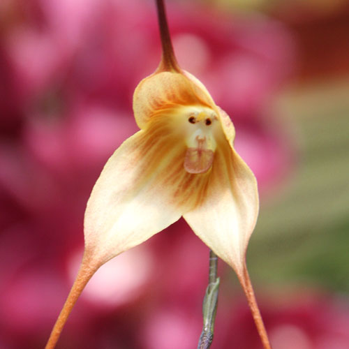 Monkey Face Orchid In Ecuador